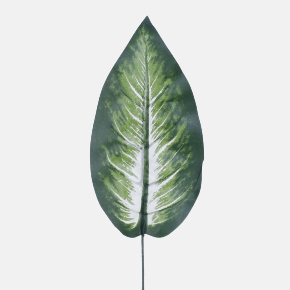 Liść difenbachii "White Flame", Green/White H006B-01