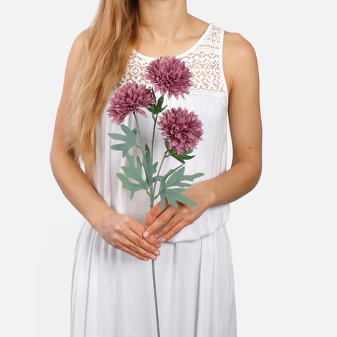 Chrysanthemum x 3 L835 (Product size)