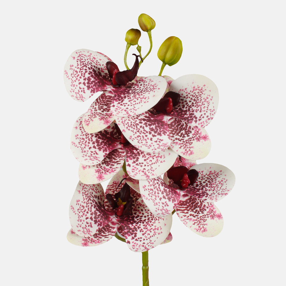 Orchid, White/Burgundy L513L-01