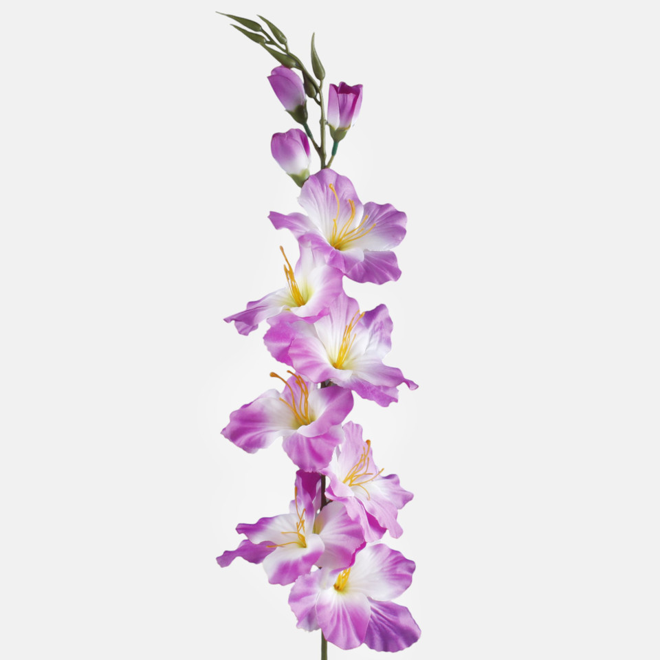 Satin gladiolus, Purple/White/Green Center L190K-37
