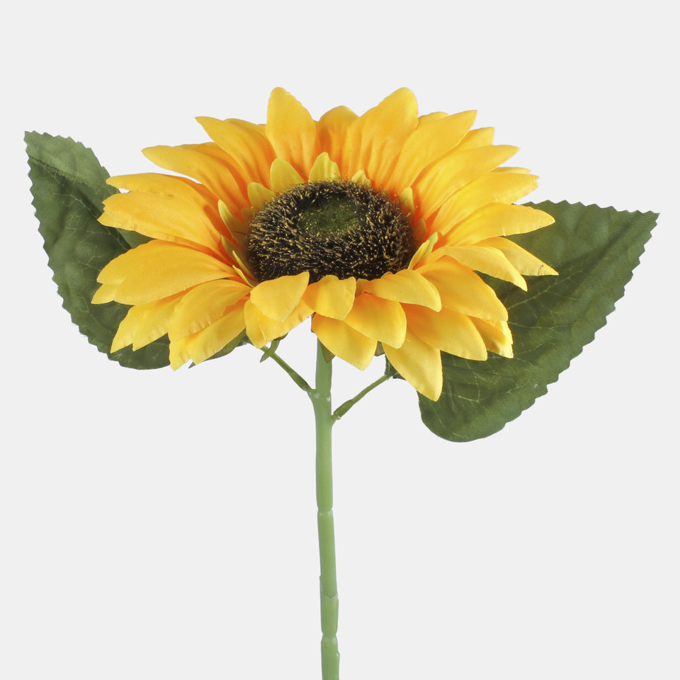 Sunflower, T.T. Yellow L773-01