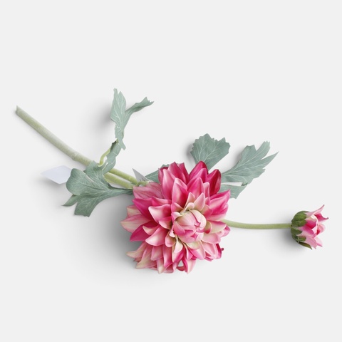 Dalia gumowana, Pink BGK324-04