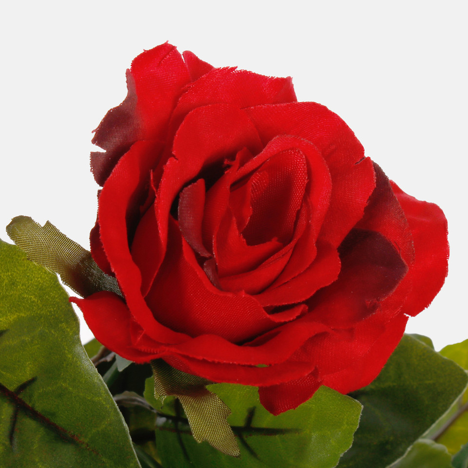 Rose, Red w/Tan Edge K016-09