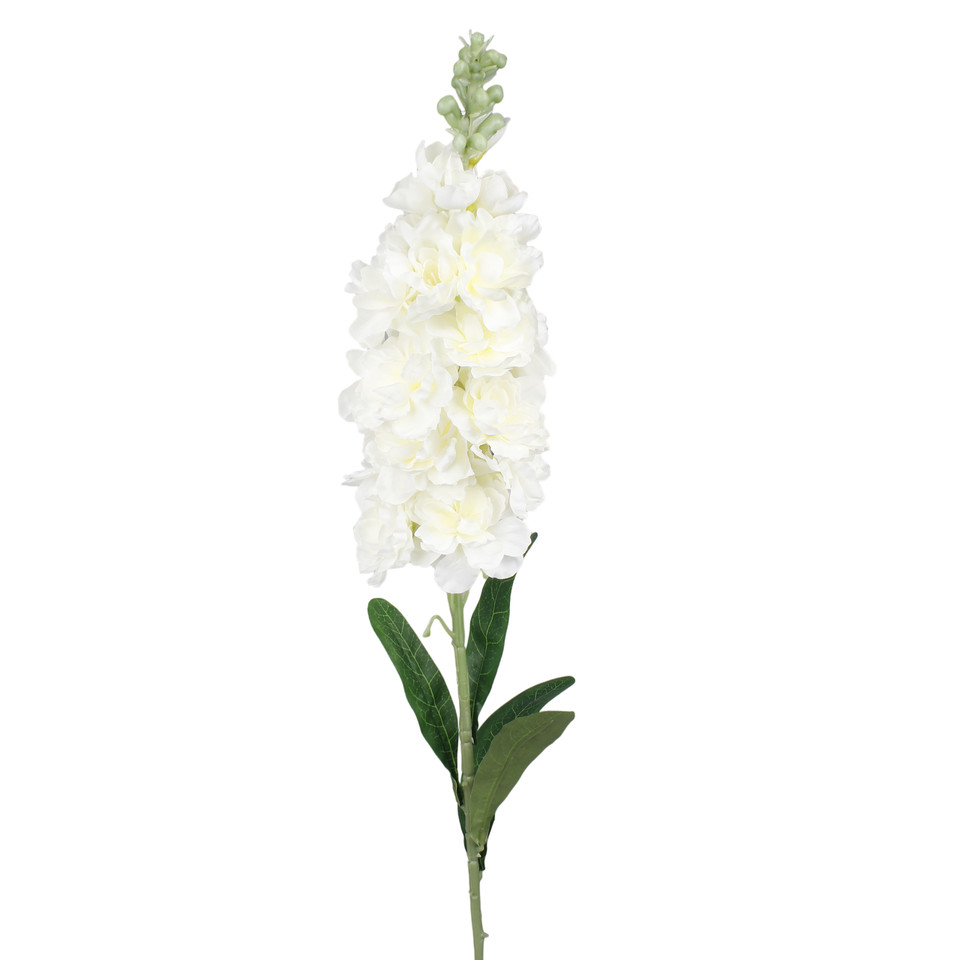 Delphinium, Cream L019-03