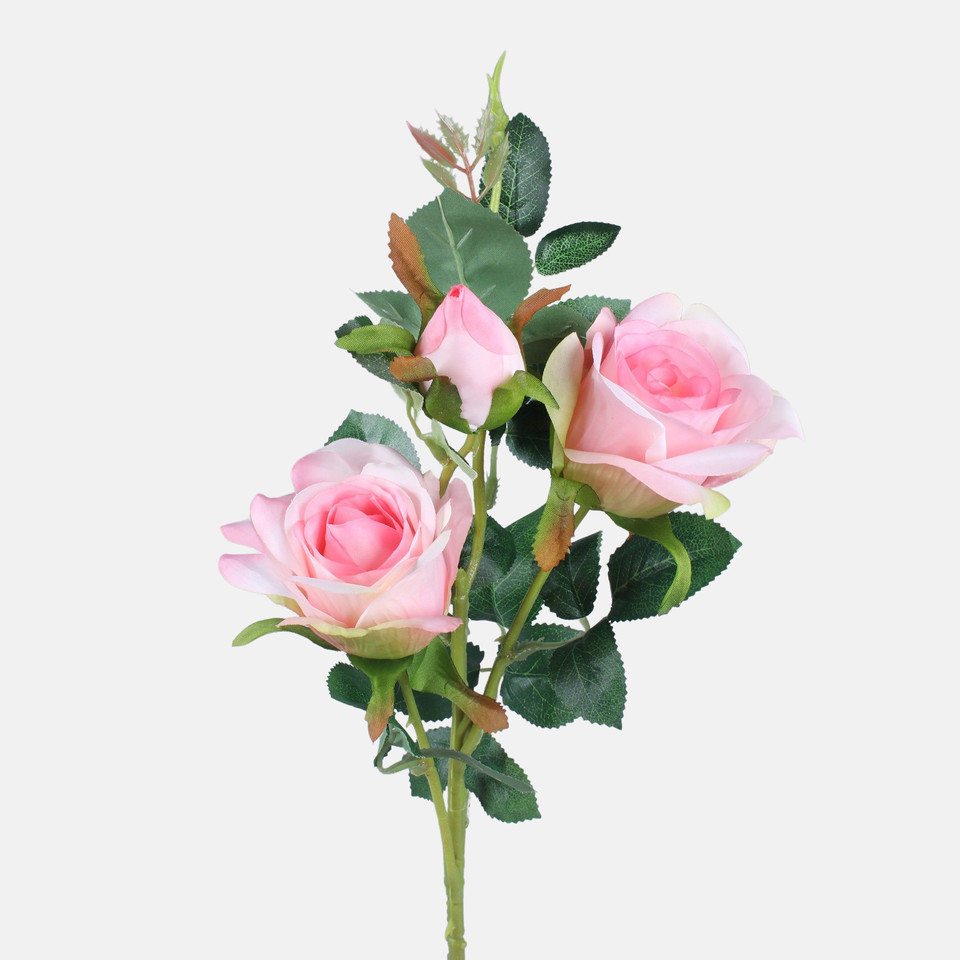 Rose, Mix 1 L738-01