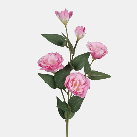 Eustoma, Pink L872-05