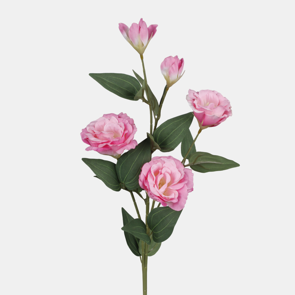 Eustoma, Pink L872-05