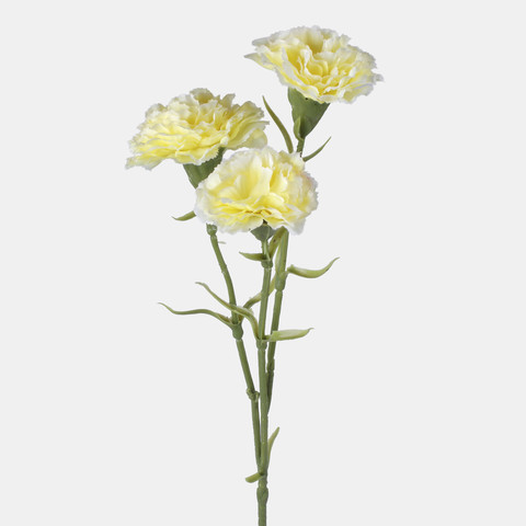 Carnation L699
