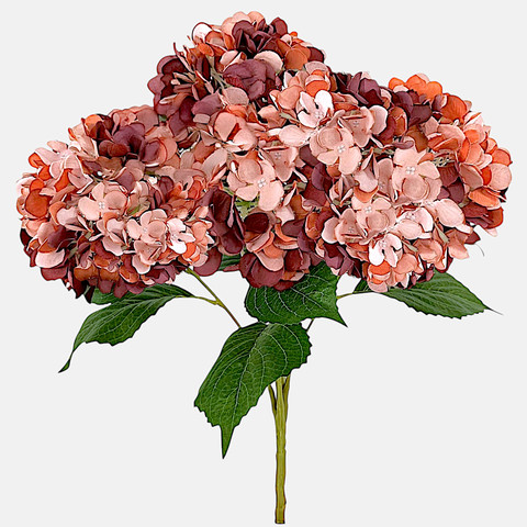 Hydrangea x 5, Autumn Mauve/Orange Q062-07