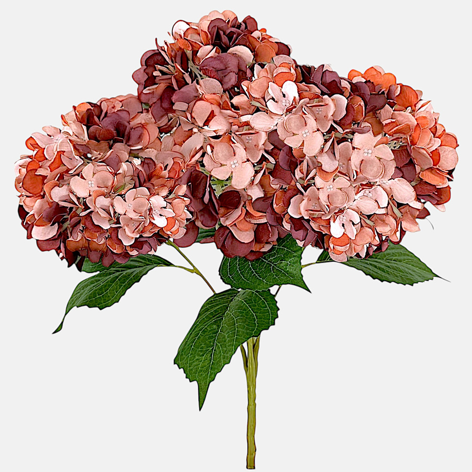 Hydrangea x 5, Autumn Mauve/Orange Q062-07