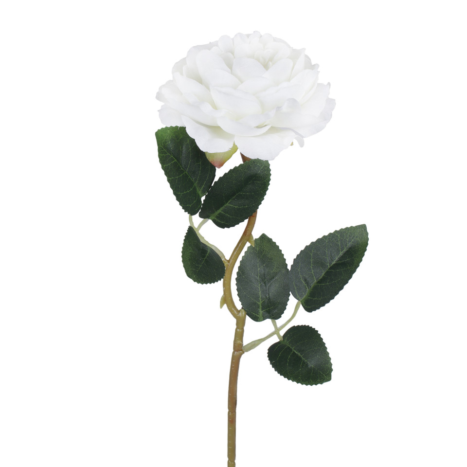 Róża peoniowa, White G494-09