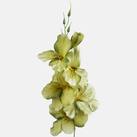 Satin gladiolus, T.T. Green G190K-29