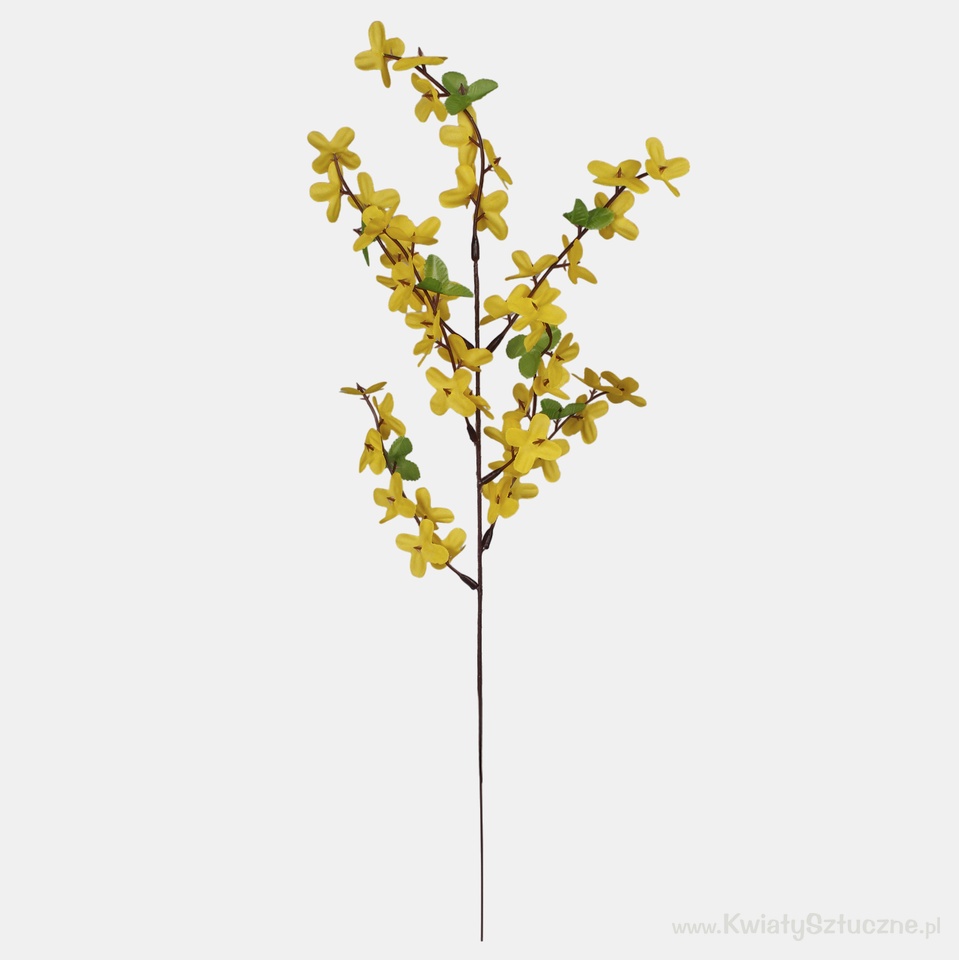 Forsythia, Yellow G008-01