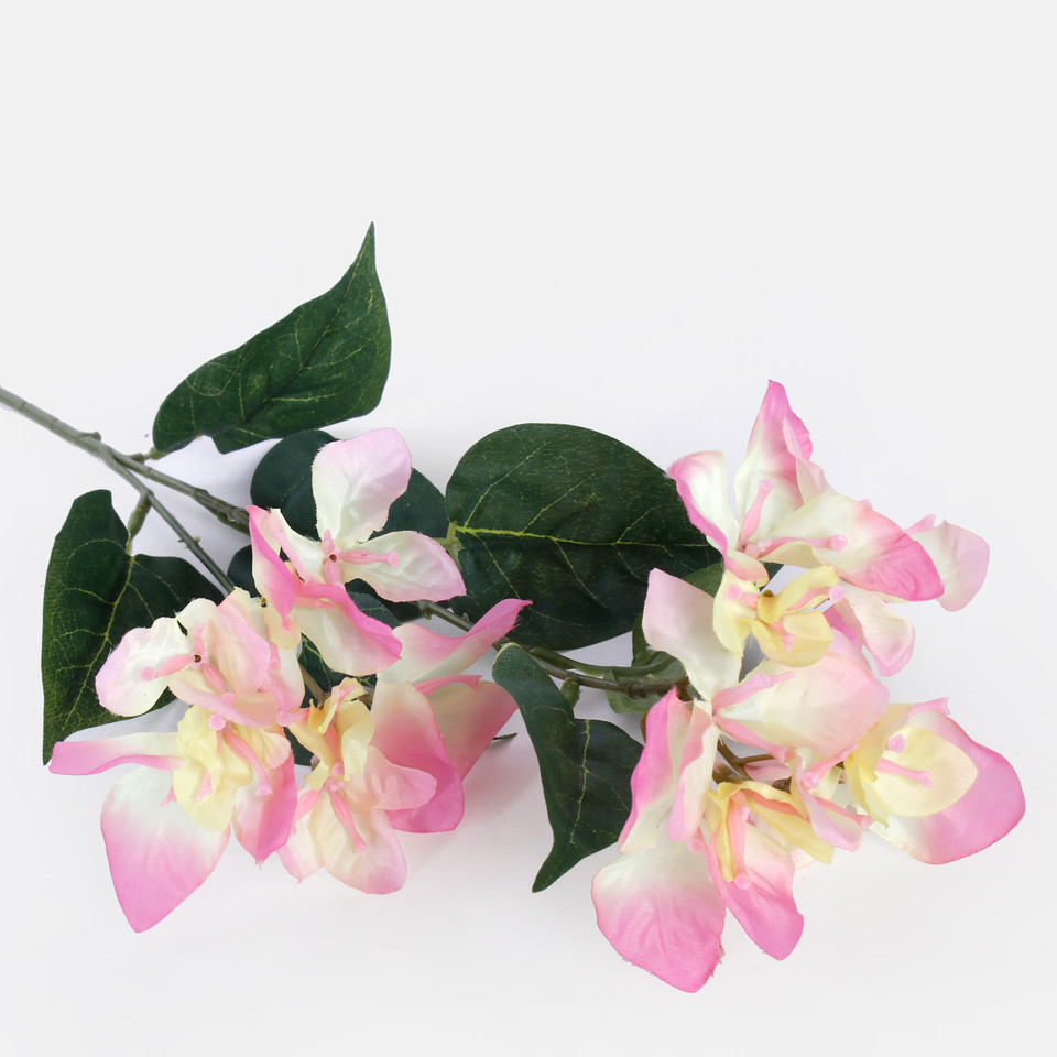 Bougainvillea, Lt. Pink L743-04