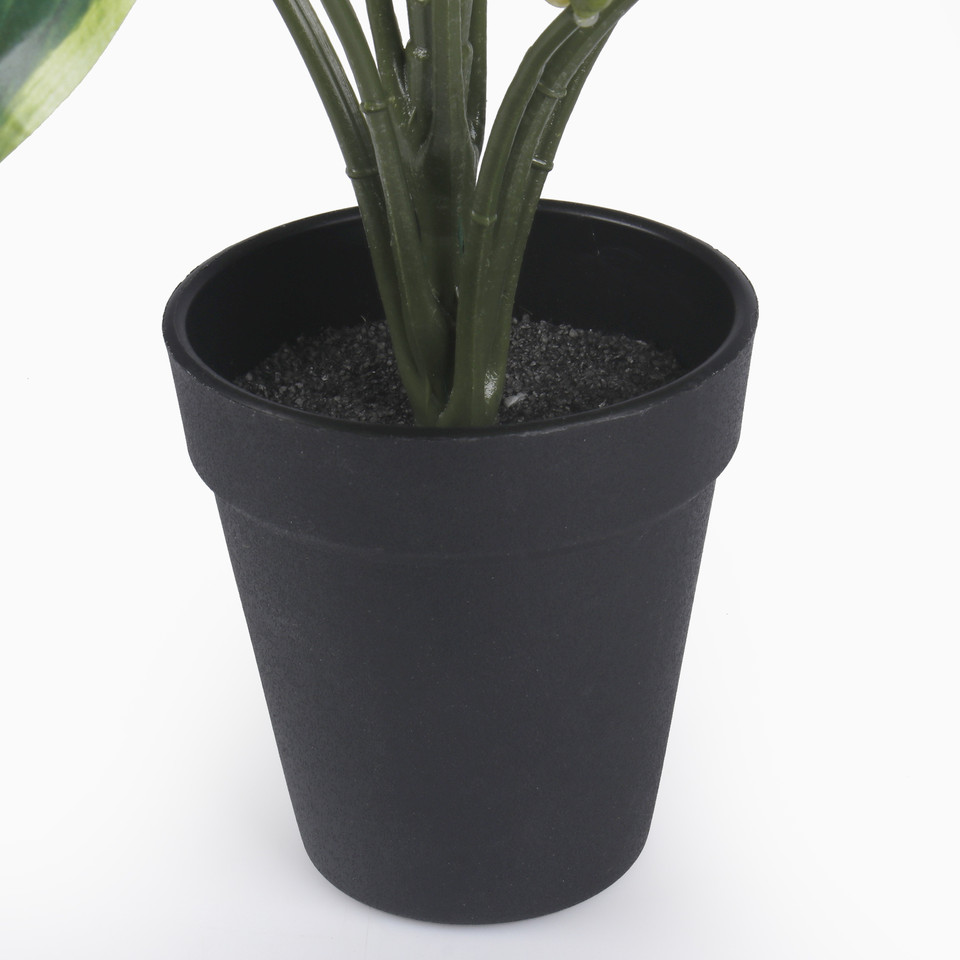Hosta in a pot, Green/White Edge Z209-01
