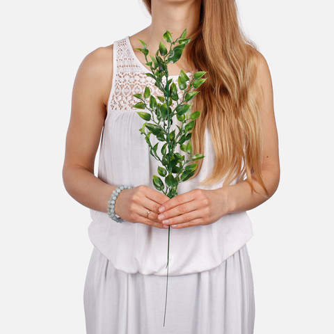 Ruscus A282 (Product size)