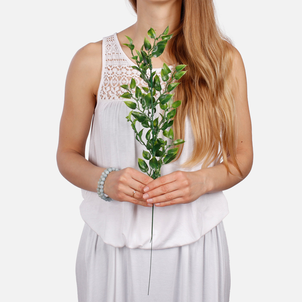 Ruscus A282