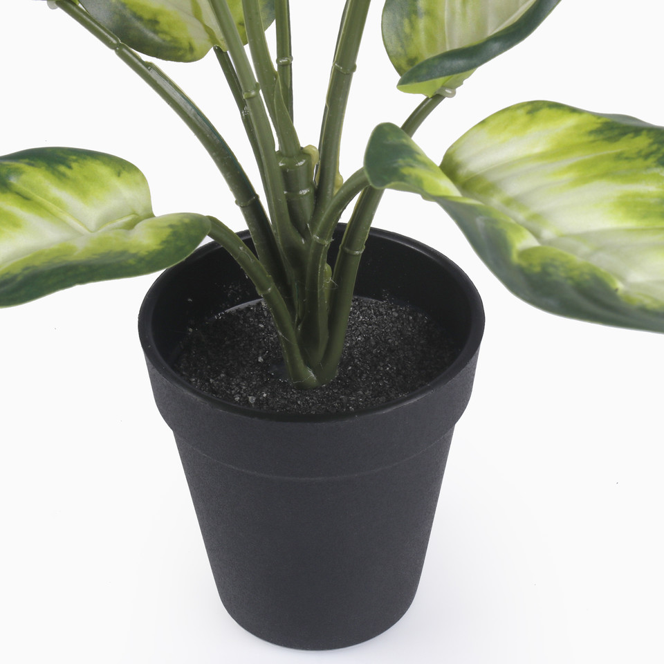 Hosta in pot, T.T. Green Z211-01