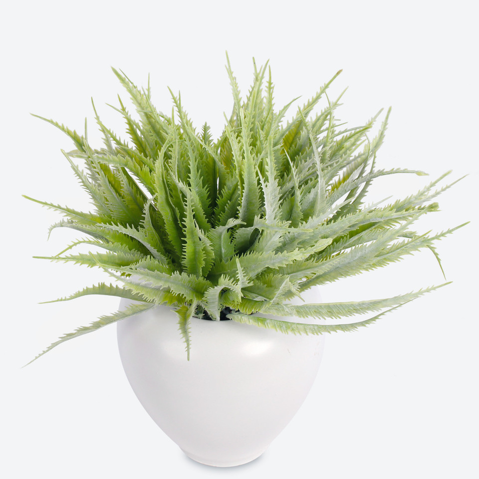 Aloe, Lt. Green A346