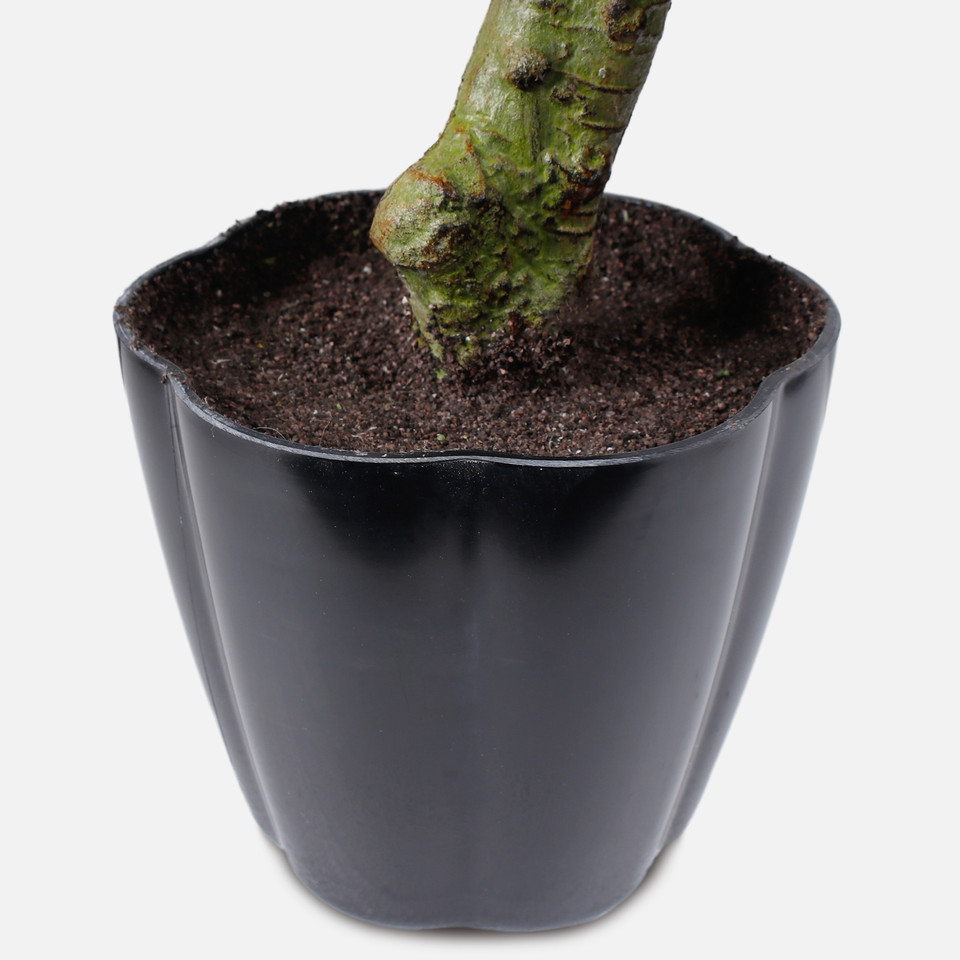 Bonsai D358