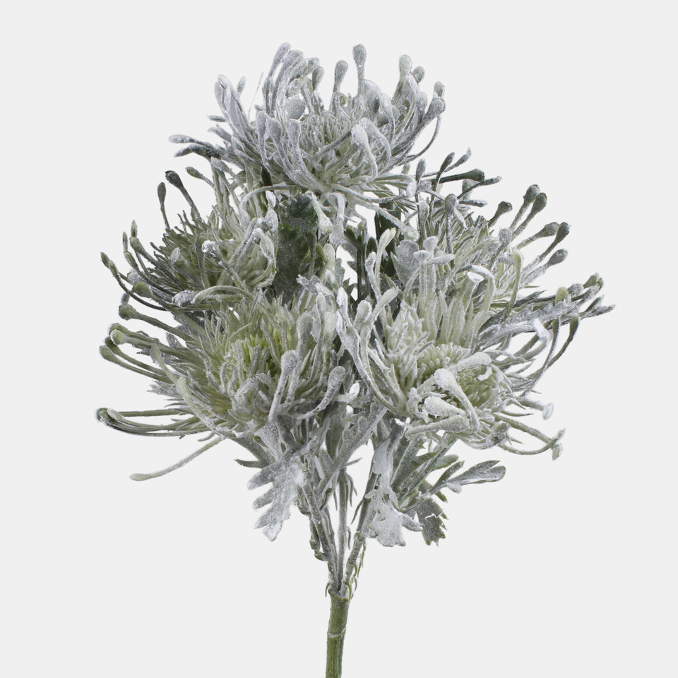 Protea x 5, Green QA200-05