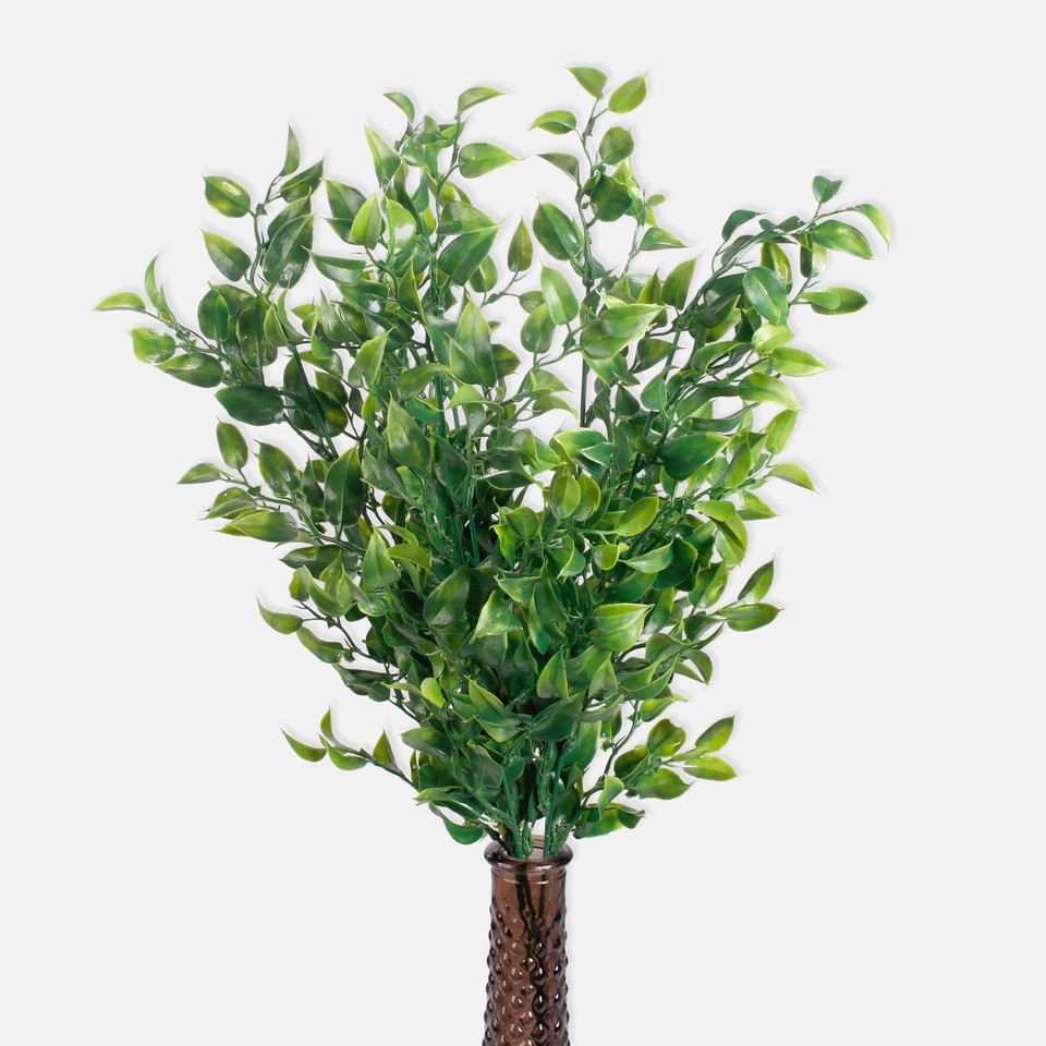 Ruscus, Green A282