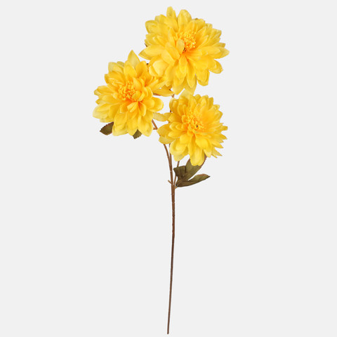 Dahlia, Yellow G481-02