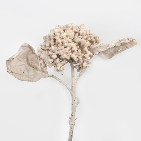 Viburnum G464