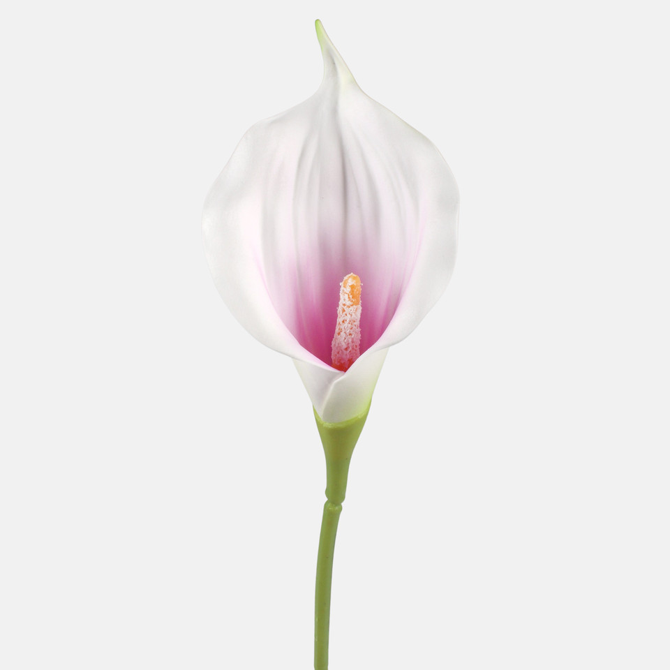 Calla, Mix 1 G463M-04