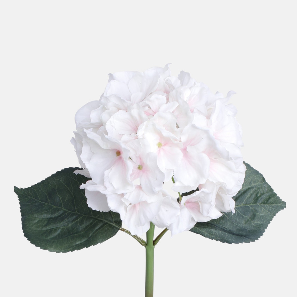Hortensja gumowana, Cream/Peach BGK096-14