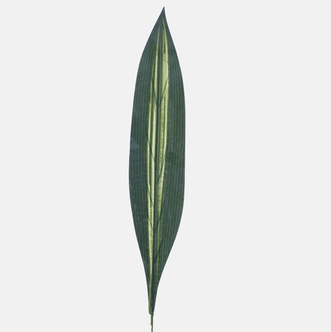 Dracaena leaf H011C