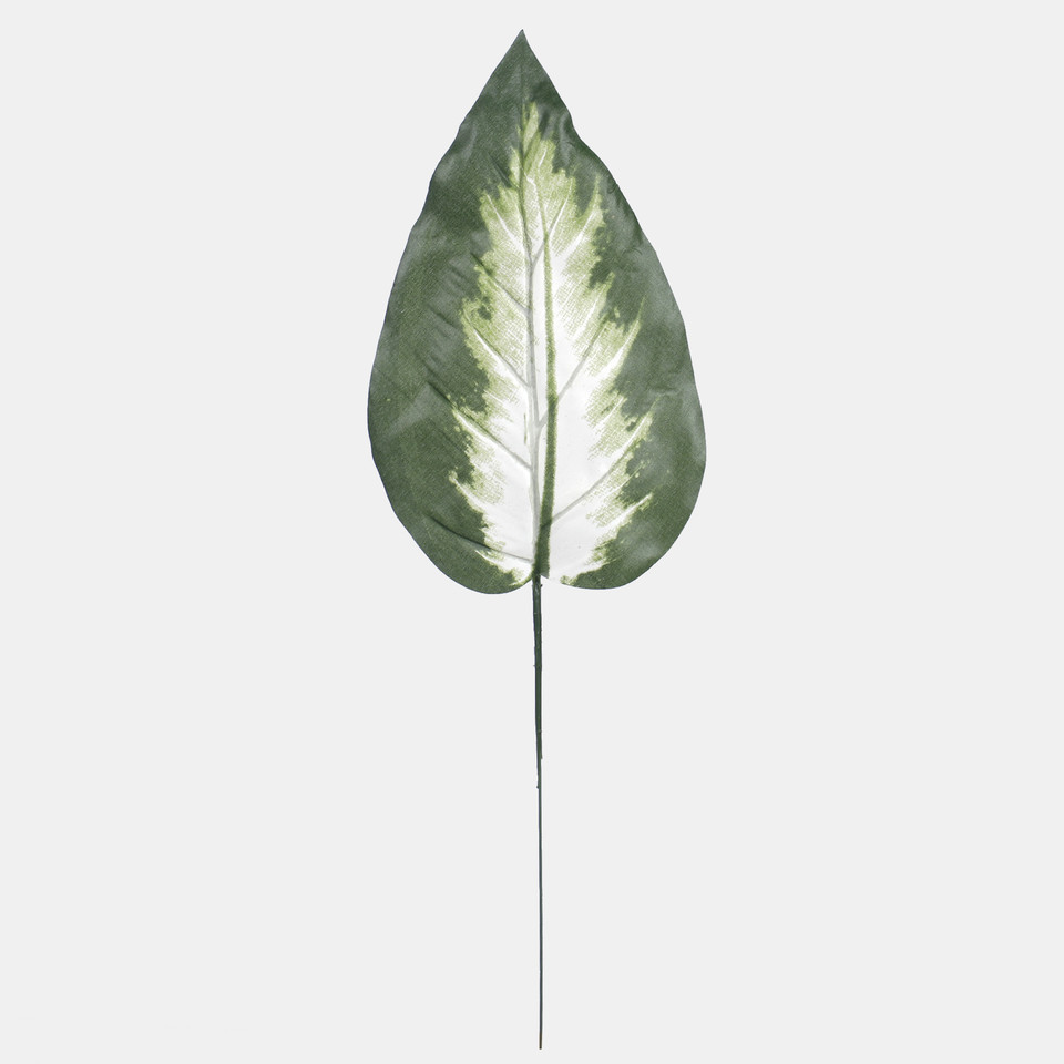 Liść difenbachii, Green A195