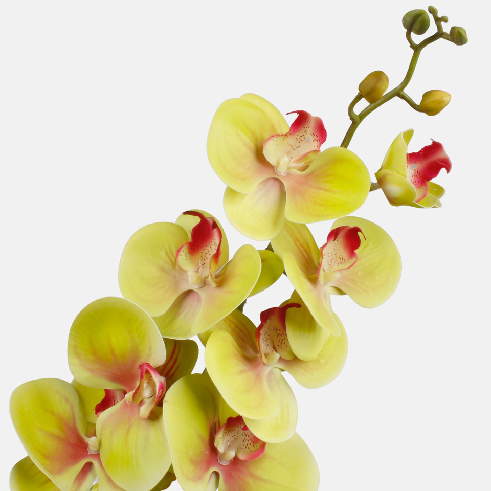 Orchid, Green L768L-06