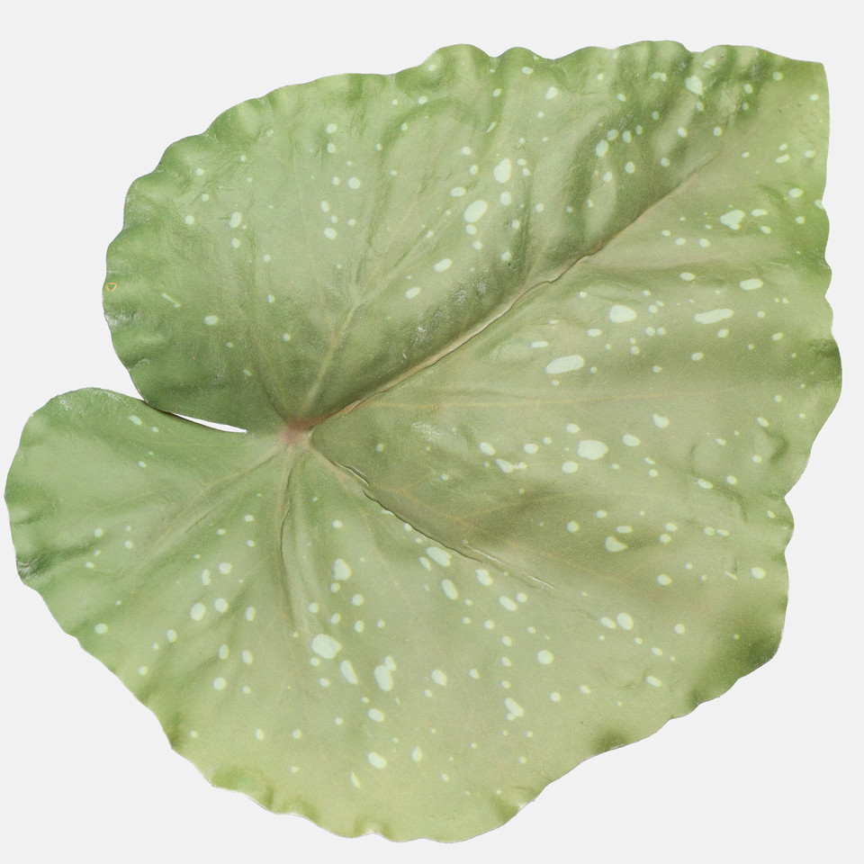Begonia, Green Z091LG