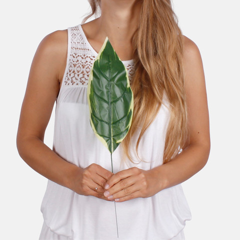 Hosta leaf A265 (Product size)