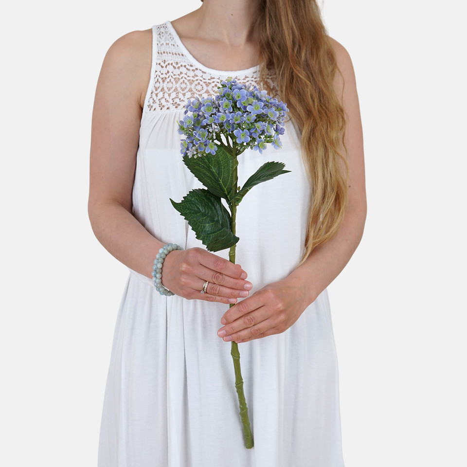 Hydrangea L857