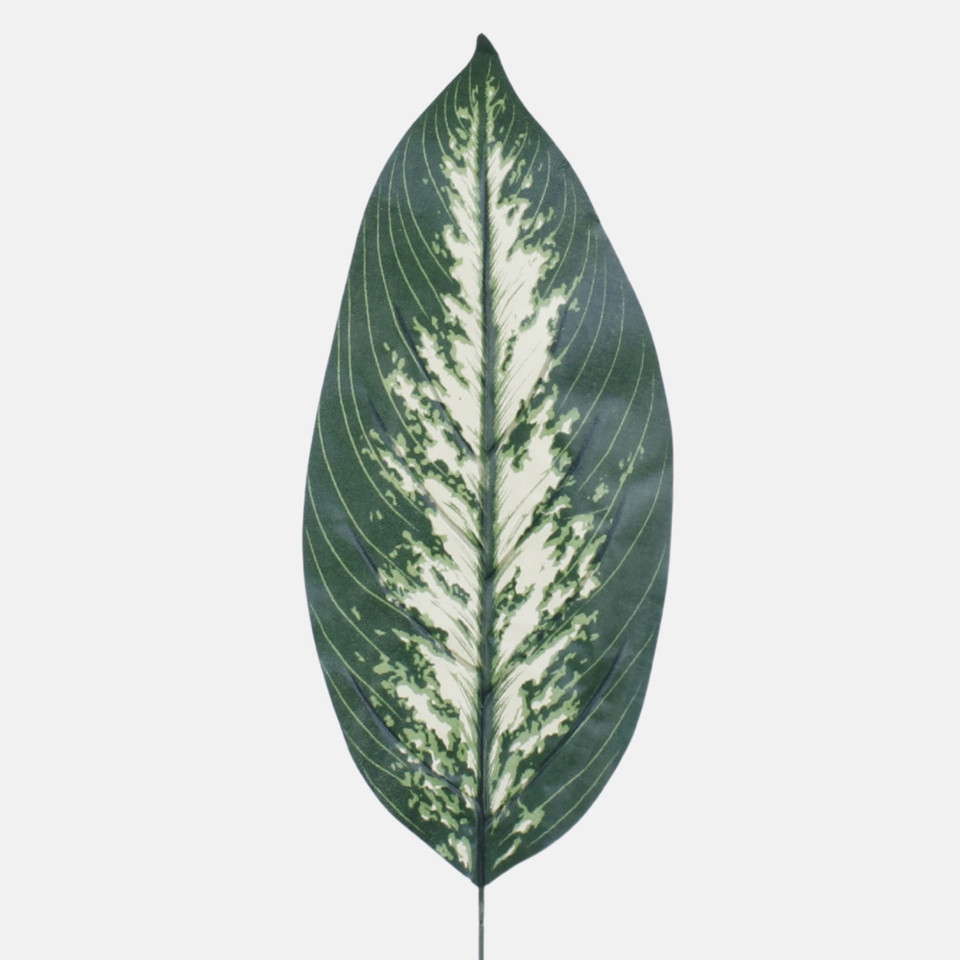 Liść difenbachii camille, Green/Cream H007B-01