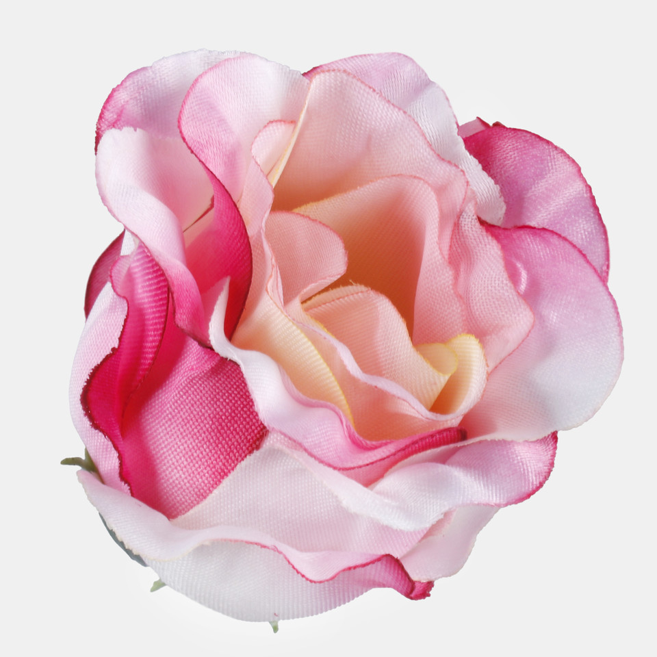 Róża w pąku, Cream/Pink W681-09