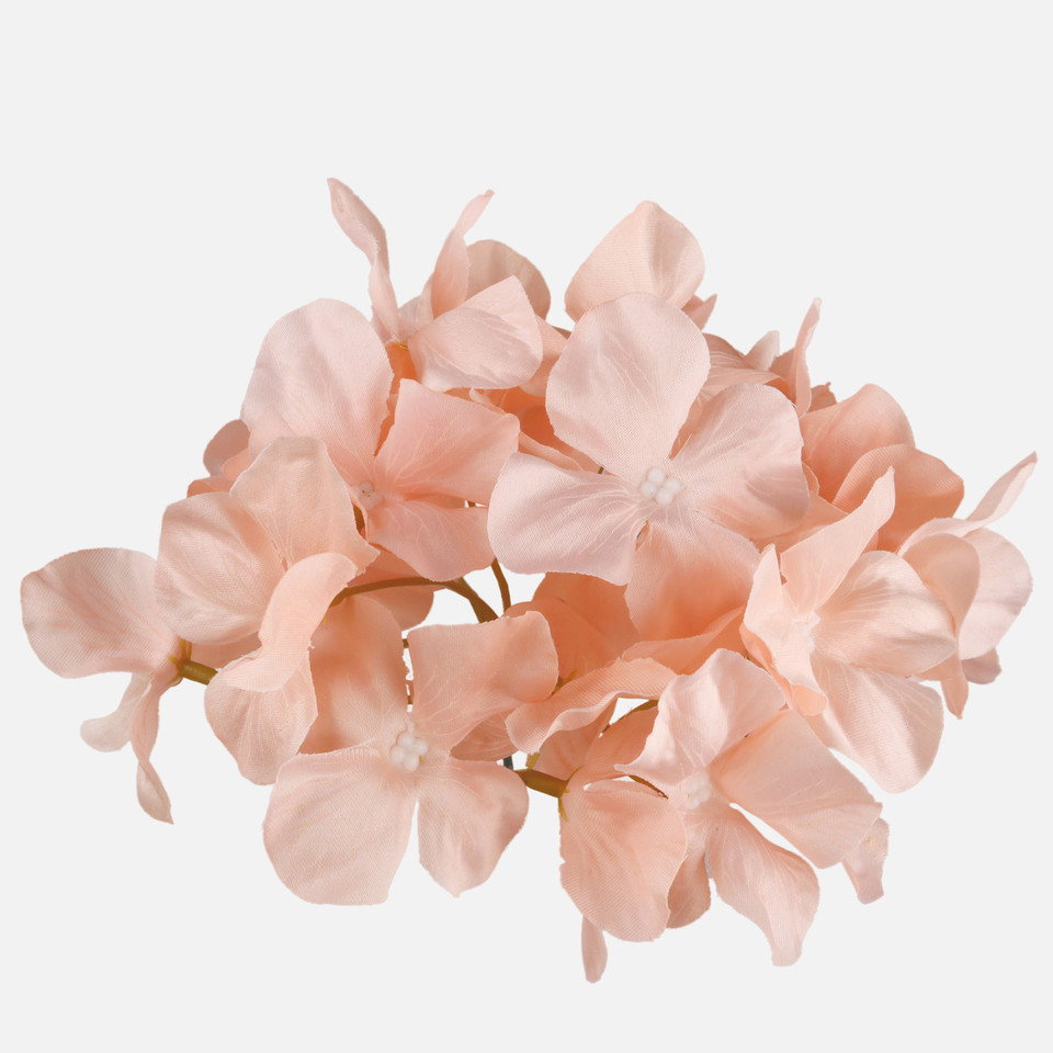 Hortensja, Peach W707-05