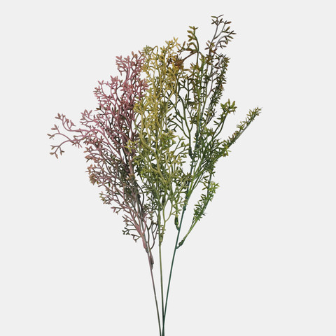 Asparagus A790K
