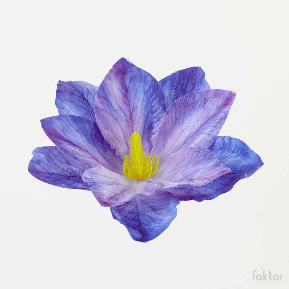 Clematis – główka, dark blue B91-08