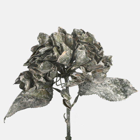 Hydrangea, Green G462-01