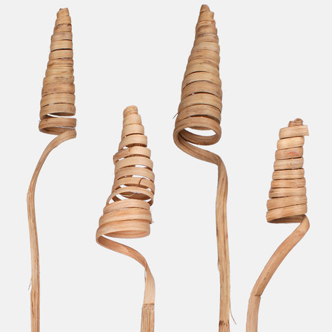 Cane cone Y031