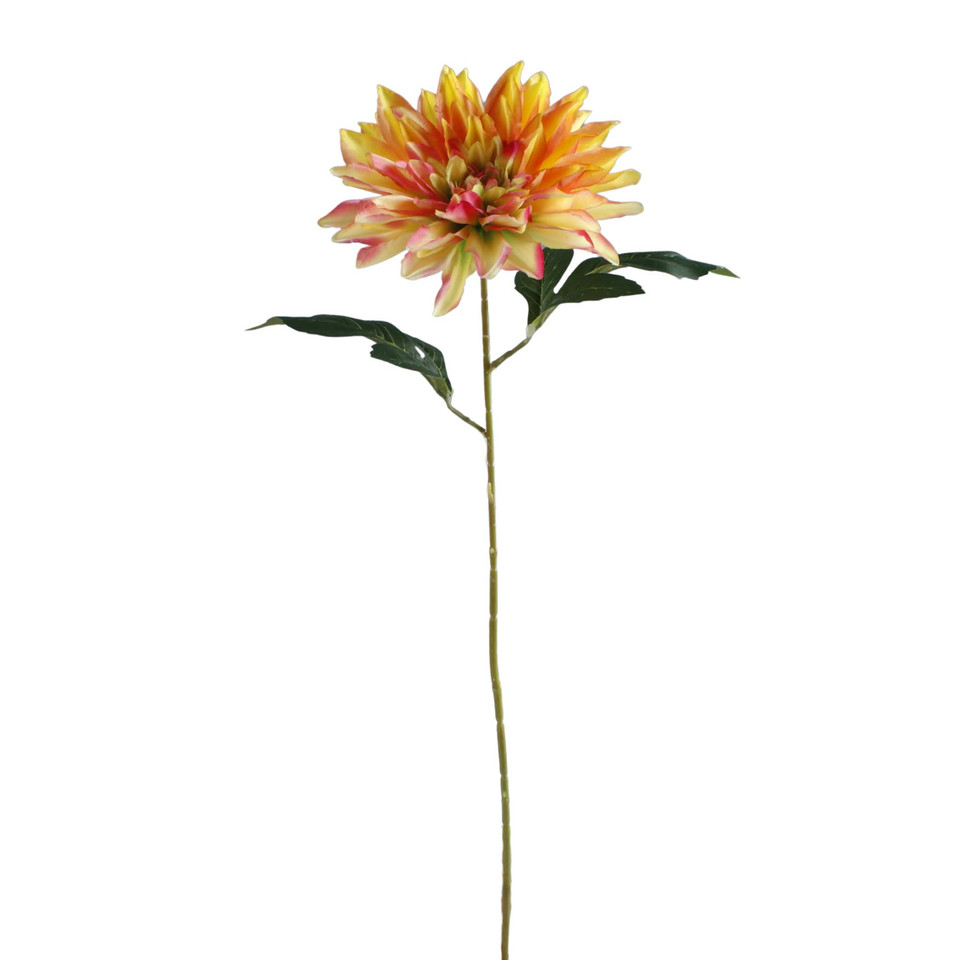 Dalia, Orange K657-07