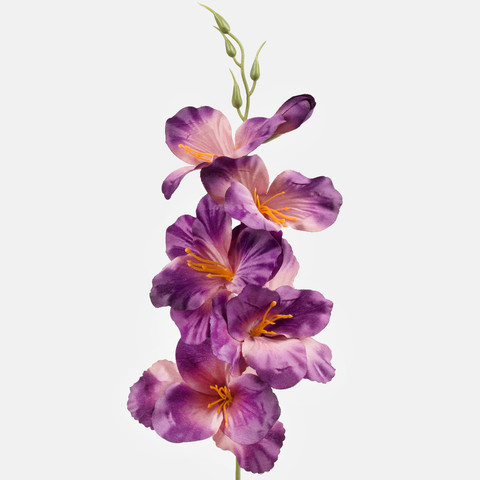 Satin gladiolus, Plum G190K-28