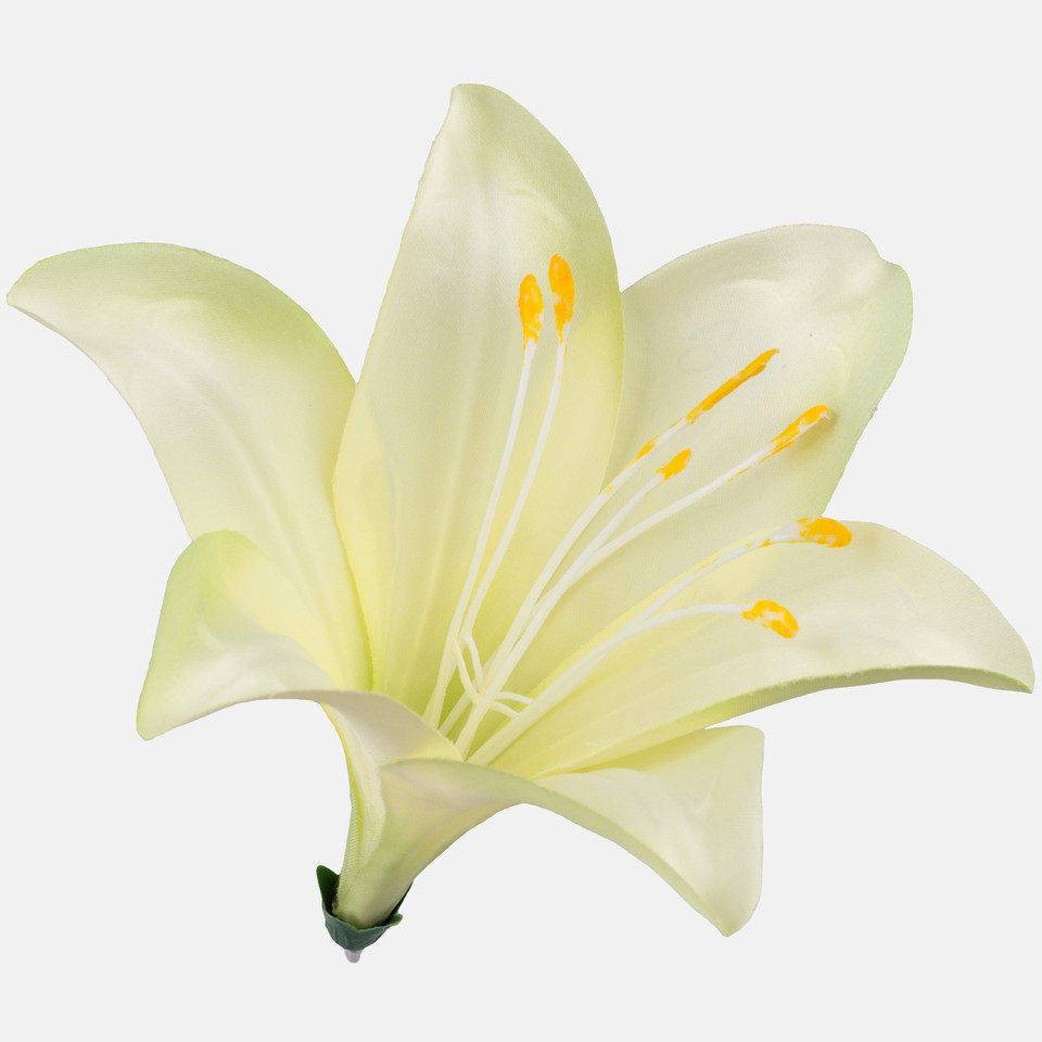 Lilia satynowa, Lt. Green W374-02