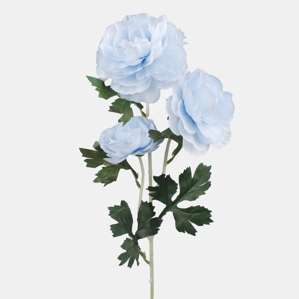 Kamelia x 3, Lt Blue L823K-04
