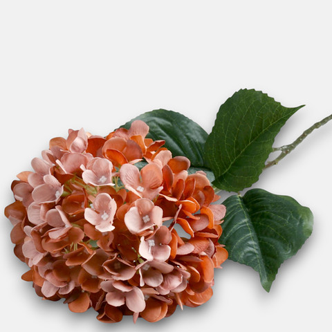 Hydrangea, Autumn Mauve L911-06