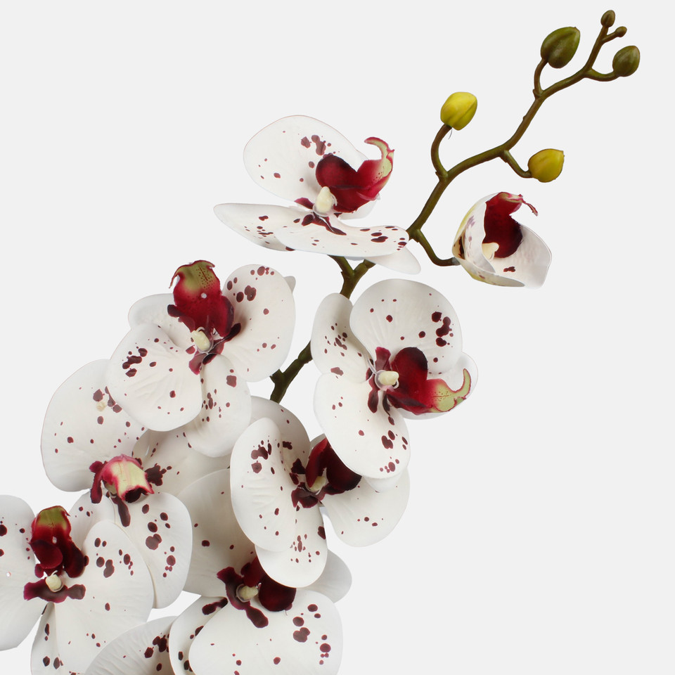 Orchid, White/Burgundy L768L-05