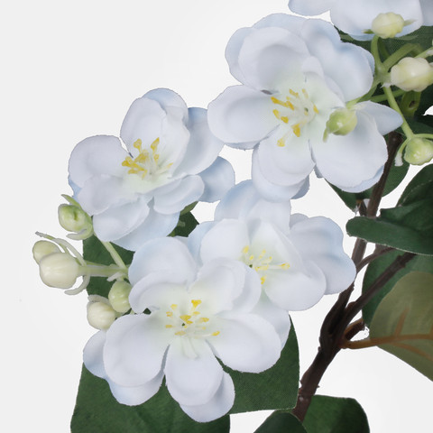 Jasmine, Lt. Blue G479-04